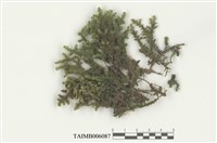 藏品(光萼蘚屬)的圖片